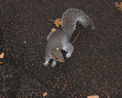 Image of a squirrell
